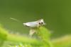 Leucoptera malifoliella